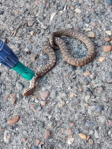 Фото: В Кузбассе в подъезде жилого дома поймали змею 1