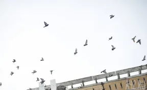 В двигателях разбившегося в конце декабря в Южной Корее самолёта обнаружили перья