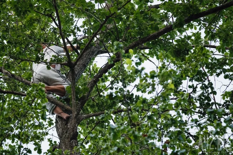 Фото: Неравнодушные кемеровчане спасли кошку, неделю сидевшую на дереве 9