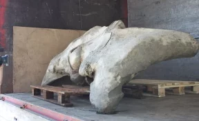 Калиниградские рыбаки выловили гигантскую китовую кость