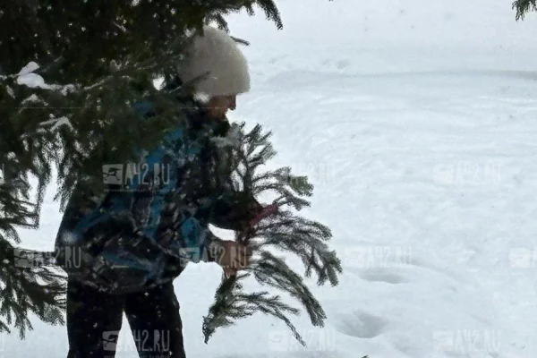 Кемеровчан возмутила «бабушка-вандалка», которая обдирала ёлки в центре города