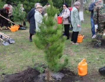 Фото: В Кузбассе высадят более 900 000 молодых деревьев 1