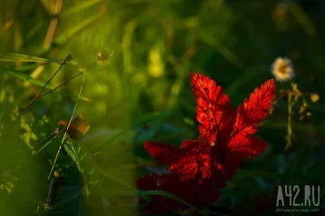Фото: Приготовить овсяную кашу и не спешить: народные приметы на 17 июля 1