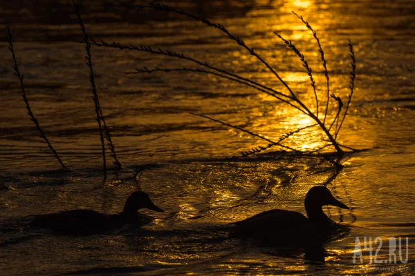 Синоптики дали прогноз погоды на 22 апреля в Кузбассе