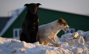 Бастрыкин затребовал доклад о ненадлежащем отлове бродячих собак в Новокузнецке