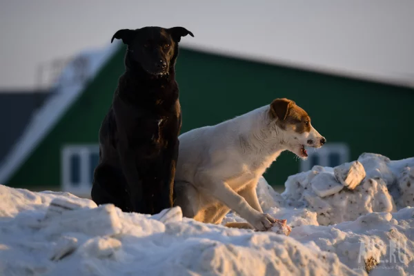 Бастрыкин затребовал доклад о ненадлежащем отлове бродячих собак в Новокузнецке