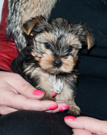 100 тысяч животных выбрасывают россияне на улицу после окончания дачного сезона