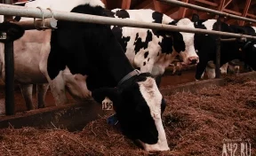 В Кузбассе введут штрафы за выпас коров на газонах