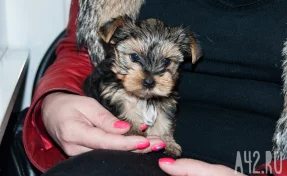 100 тысяч животных выбрасывают россияне на улицу после окончания дачного сезона