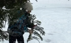 Кемеровчан возмутила «бабушка-вандалка», которая обдирала ёлки в центре города