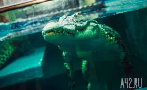 В Индии в общественном туалете притаился двухметровый крокодил
