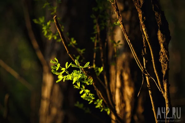 Опять весна: в Кузбассе на неделе потеплеет до +23