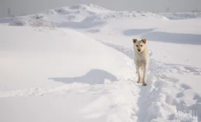 Власти Кемерова потратят 9 млн рублей на отлов бездомных животных
