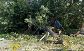 В Новосибирске дерево упало на остановку, пострадали три человека