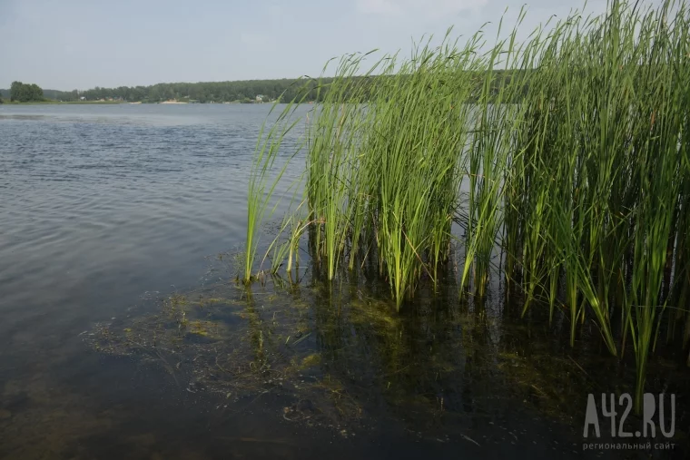 Фото: Море, не цвети: почему на Беловском тонут люди и разрастаются водоросли 38