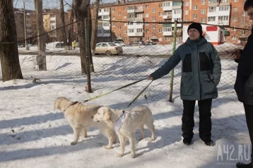 Фото: Развалины и грязь. Как мы обходили площадки для выгула собак в Кемерове и Новокузнецке 19