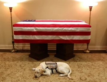 Фото: Фото лежащего у гроба Буша-старшего лабрадора заставило плакать пользователей Сети 1