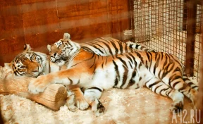 В Приморье амурский тигр напал на охотника, мужчина не выжил