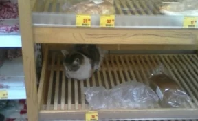 Кемеровчане заметили в магазине кота среди хлеба