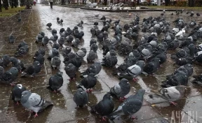 Мэр Новокузнецка ответил на предложение горожан ввести штрафы за кормление голубей