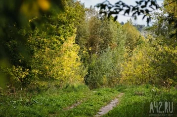 Фото: В Новокузнецке не выделили бюджетных средств на покос травы и обрезку кустов 1