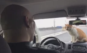 Валуев и кот Мостик проинспектировали Крымский мост