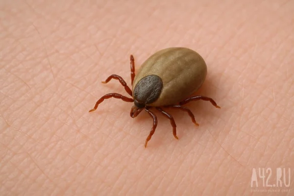 Биолог: опасные клещи «караулят» своих жертв на открытых территориях