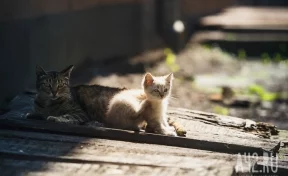 В Кемерове замуровали кошек на улицах Весенней и Островского: жильцы бьют тревогу