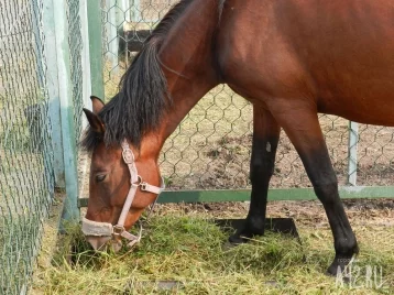 Фото: Жительница Кузбасса сообщила в полицию о краже выдуманного коня из любопытства: ей грозит штраф 1