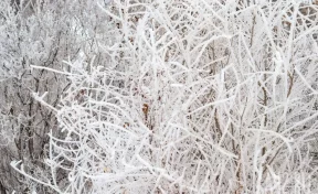 Синоптик рассказал, когда ожидается пик морозов