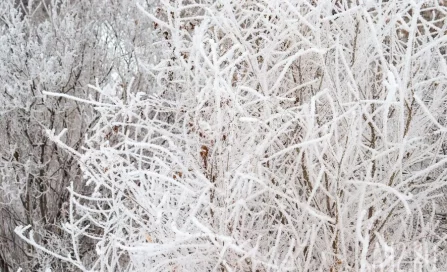 Синоптик рассказал, когда ожидается пик морозов