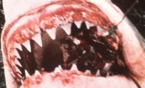 Американец снял на видео нападение акулы на собственную жену