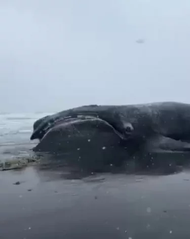 Мёртвого японского кита с рыболовной сетью рядом нашли на берегу Камчатки