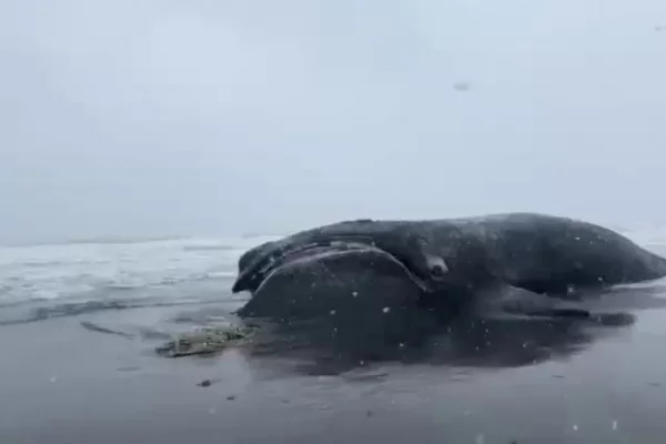 Мёртвого японского кита с рыболовной сетью рядом нашли на берегу Камчатки