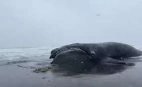 Мёртвого японского кита с рыболовной сетью рядом нашли на берегу Камчатки