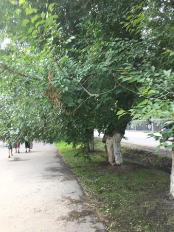 Фото: Кемеровчане обеспокоены массовой опиловкой деревьев на улице Тухачевского 2