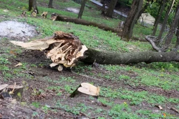 Фото: В Кузбассе разрешат использовать поваленные деревья для собственных нужд 1