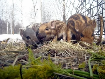 Фото: Самка дикого кабана родила 4 поросят в кузбасском заповеднике 1