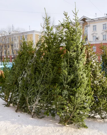 Кузбассовцам рассказали, как правильно выбрать ёлку на Новый год 