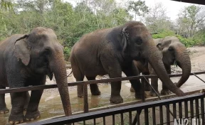 В Индии слониха напала на российскую туристку