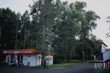 Фото: Кемеровчане возмущены вырубкой деревьев в Комсомольском парке: ответ властей 1