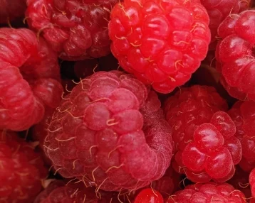 Фото: «Опасно»: диетолог рассказала, чем обрабатывают свежую ягоду зимой 1