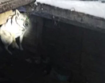 Фото: В Кузбассе собака несколько дней просидела в ловушке в заброшенном доме 1