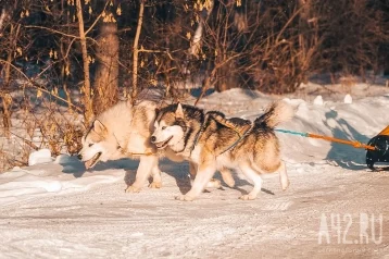 Фото: Суд освободил от наказания владельца кузбасского питомника маламутов, обезобразивших лицо ребёнка 1