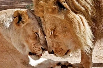 Фото: Известных льва и львицу усыпили в один день, чтобы они не страдали друг без друга 1