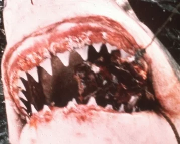 Фото: Американец снял на видео нападение акулы на собственную жену 1
