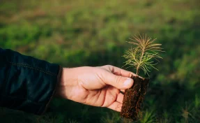 В Кузбассе создали питомник для выращивания хвойных саженцев при поддержке «Кузбассразрезугля»