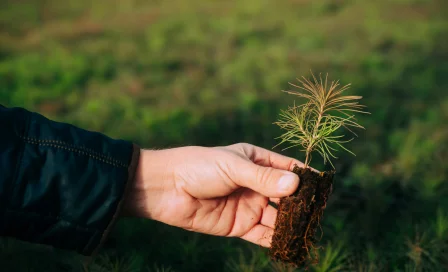 В Кузбассе создали питомник для выращивания хвойных саженцев при поддержке «Кузбассразрезугля»