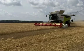 Власти: в Кузбассе аграрии убрали более половины урожая