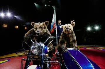 Фото: Династия Филатовых представит в Кемерове новую цирковую программу «Нашествие медведей» 1